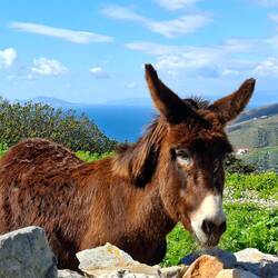 Au passage, on salue notre copain l'âne de notre ami Raidouri !