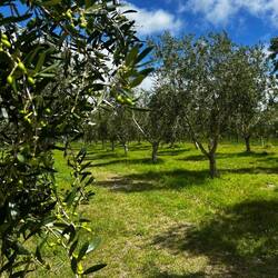 Olive grove at Blue Earth Olive