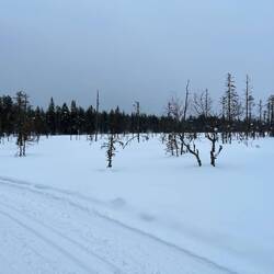 Die Landschaft auf der Langlaufrunde wird offener.