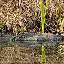 Keeping us company while we waited for maintenance on the Ortona Lock