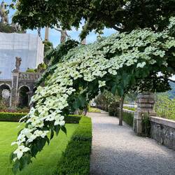 The most beautiful Cornus Chinensis in full flower