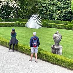 A white peacock in display mode!