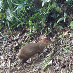Wenigstens ein Aguti (tagaktives Nagetier) lässt sich blicken