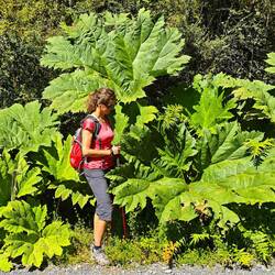 ...wieder Nalcas - unglaublich wie groß diese Gewächse sind und wie viele es gibt!