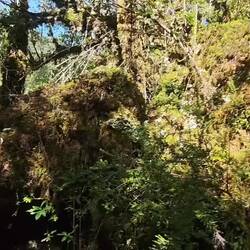 Wanderung zum Gletscher - wiedermal Urwald - eben wie überall