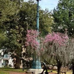 Savannah harbor light