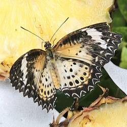 Leopard-Spitzenfalter