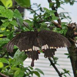 Gewöhnlicher Mormon