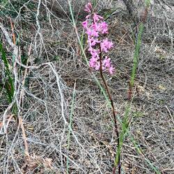 Rosafarbene Hyazinthen-Orchidee