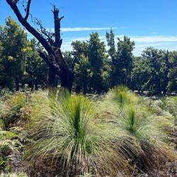 Grass Tree und Banksia Büsche