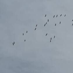 majestätischer Kranichschwarm über Crivitz