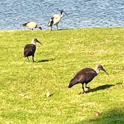 Heiliger Ibis (schwarz-weiss)