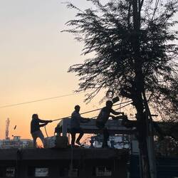 Bringing a tree down with the most non chalant disregard for people and cars 🙈