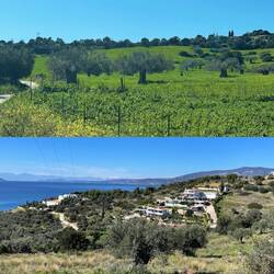 ..und das auffällige GRÜN zu dieser Jahreszeit lieben die Griechen sehr 🇬🇷🫠