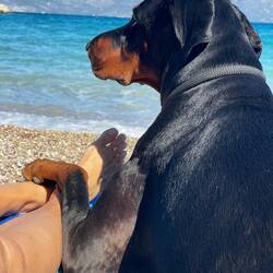 ..sie schaut die längste Zeit den Wellen 🌊 zu und genießt mit uns 🐾🥰