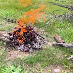 Erich war Holz sammeln 👌🏻😇