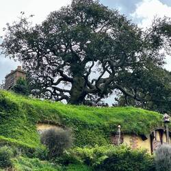 The tree above Bilbo's house is fake!