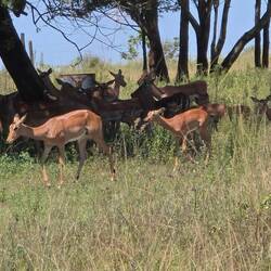Die Tiere suchen den Schatten
