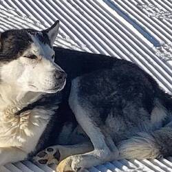 Auch im Skigebiet überall Hunde😀