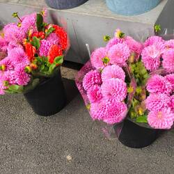 Queen Victoria Market