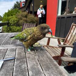 Beautiful feathers, shame about the rings