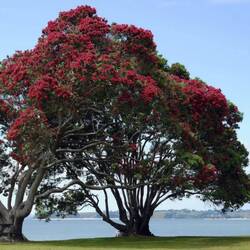 Beispiel eines blühenden Baumes