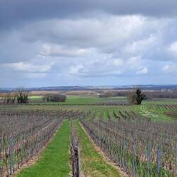 ...und etlichen Weinfeldern