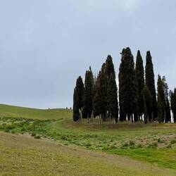 Kleiner Zypressenwald - ursprünglich Jagdgehege, um Vögel anzulocken