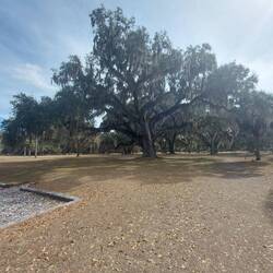 Schon schöne Bäume und überall hängt so eine Art Moos dran.