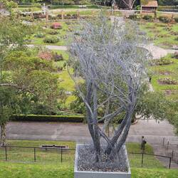 Dead Wire Tree“ (toter Drahtbaum)