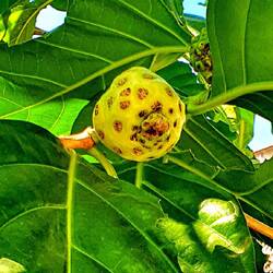 Tropische, seltene Frucht. Gibt es nur in Mexiko