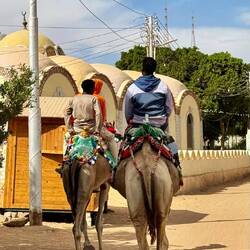 Kamele kreuzen unseren Weg