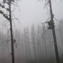 Kanarische Kiefer, sehr mystisch im Nebel