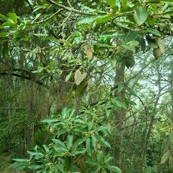 Lorbeerbäume, auf der Busfahrt