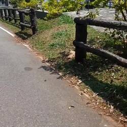 Die Äffchen haben heute ebenfalls einen Wandertag eingelegt