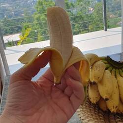 Bananen schmecken hier bisschen saurer uns sind in eher kleinen Häppchen zu genießen 😇