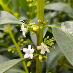 Braunwurz lt. Google