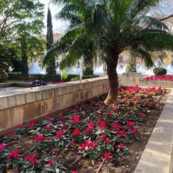 Alpenfeilchen als Frühjahrsbepflanzung