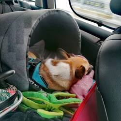 Fanny erträgts diesmal besser