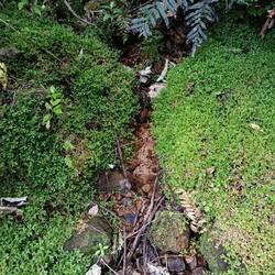 Kleinster Wasserfall der Welt