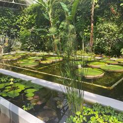 Victoria Cruziana - the largest water lily in the world from Amazonia