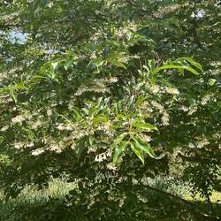 The styrax or snowdrop tree