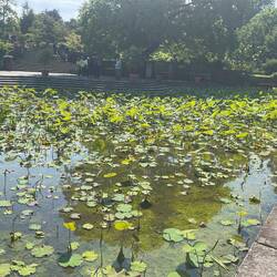 The lotus pond