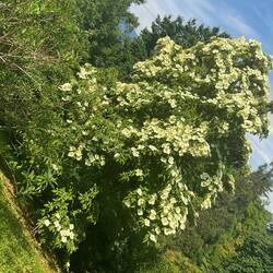One of many fabulous Cornus Kousa Chinensis in bloom