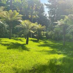 A grove of Dicksonia Antartica or Tree Ferns