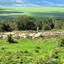 Weites Land mit Löwin