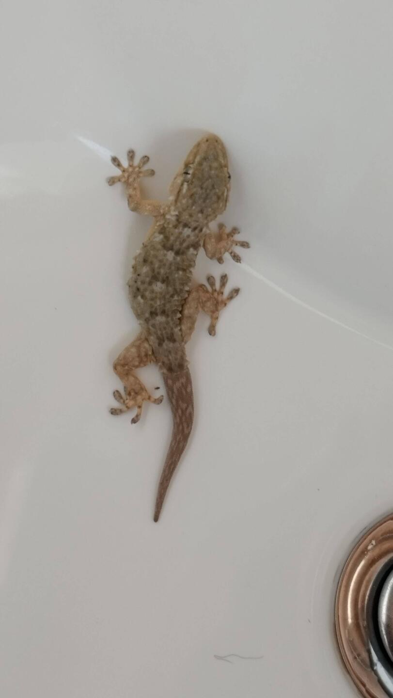 Guten Morgen Gecko, Besuch im Waschbecken 😂