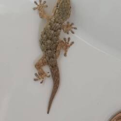 Guten Morgen Gecko, Besuch im Waschbecken 😂