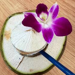 Kokosnuss zum Trinken