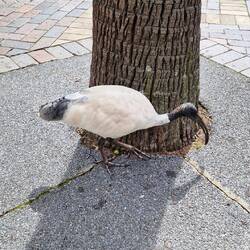 Ein Ibis...